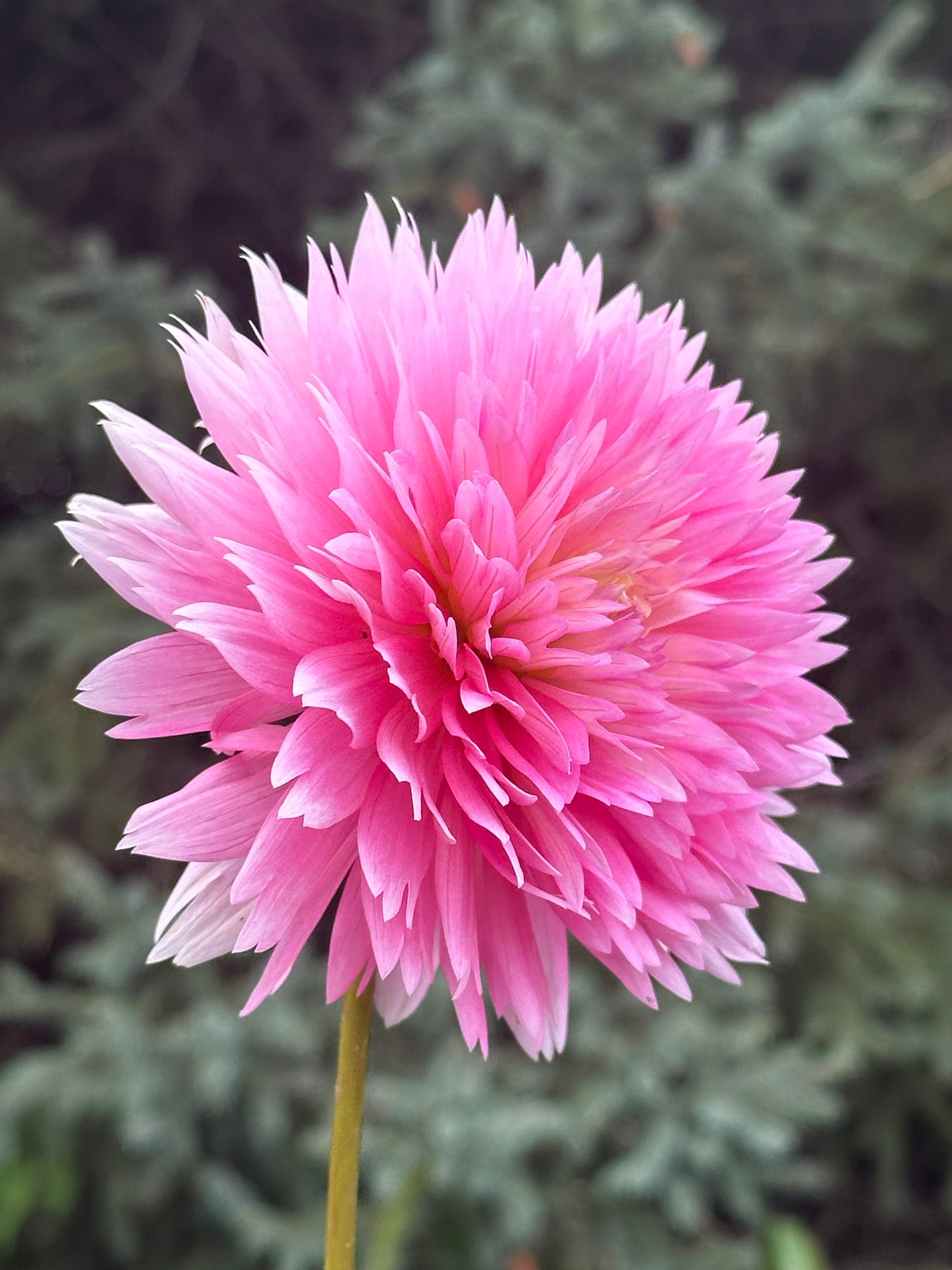 Gay Princess Dahlia Tuber