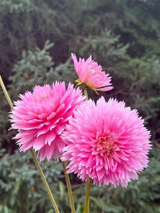 Gay Princess Dahlia Tuber