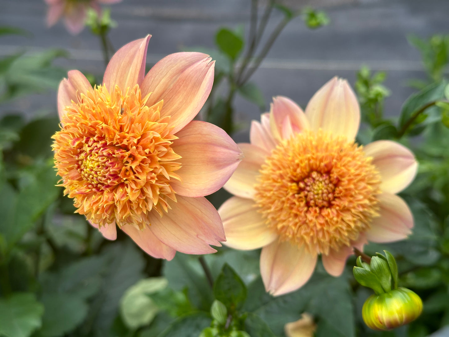 Sandia Brocade Dahlia Tuber