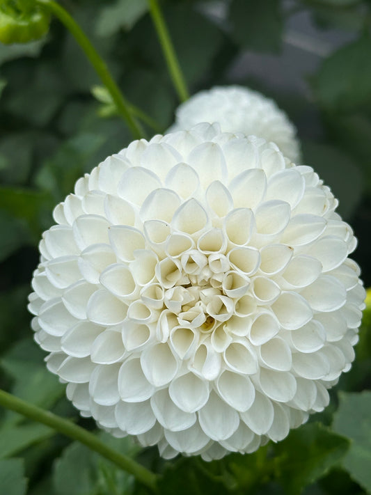 L'Ancresse Dahlia Tuber