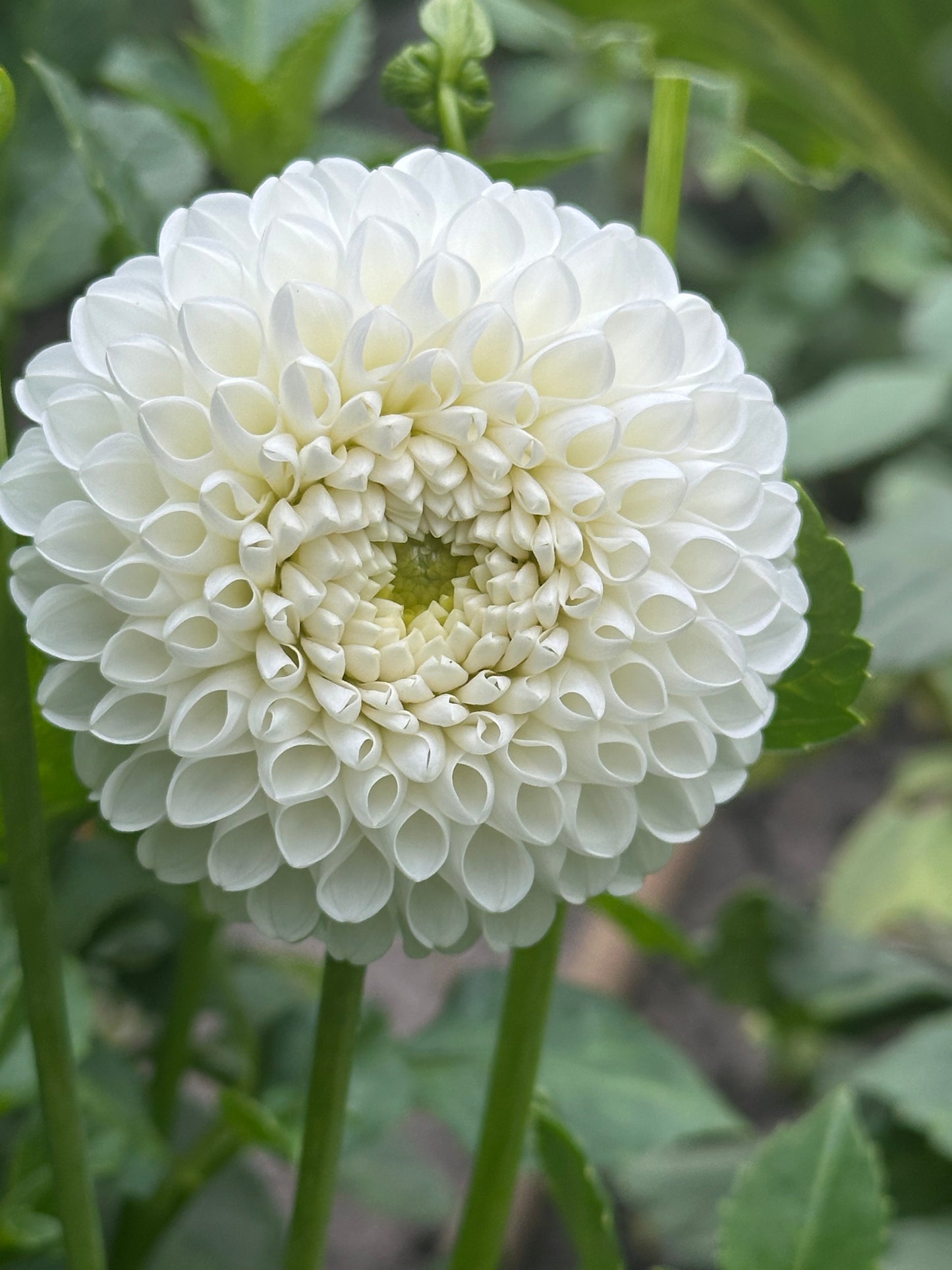 L'Ancresse Dahlia Tuber