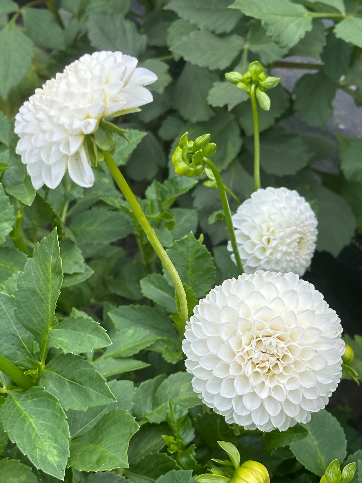L'Ancresse Dahlia Tuber