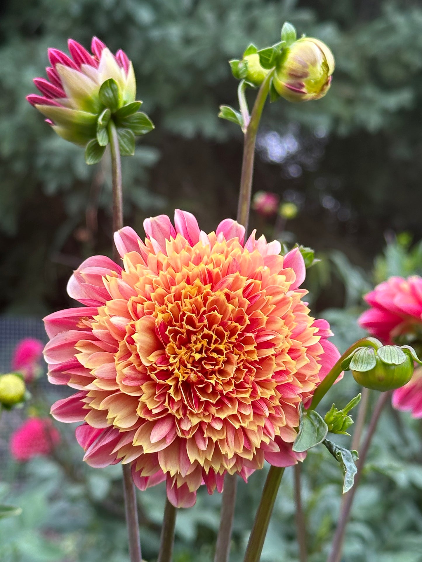 BJ's Rival Dahlia Tuber