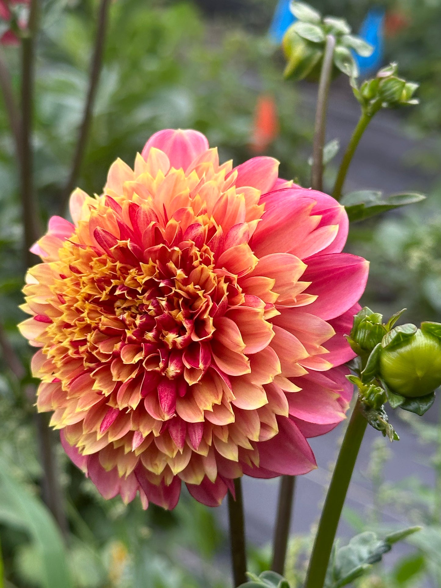 BJ's Rival Dahlia Tuber
