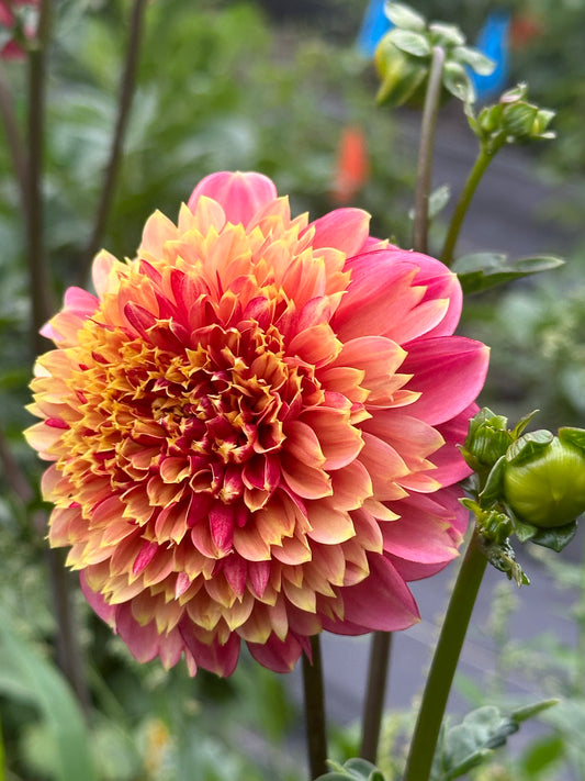 BJ's Rival Dahlia Tuber