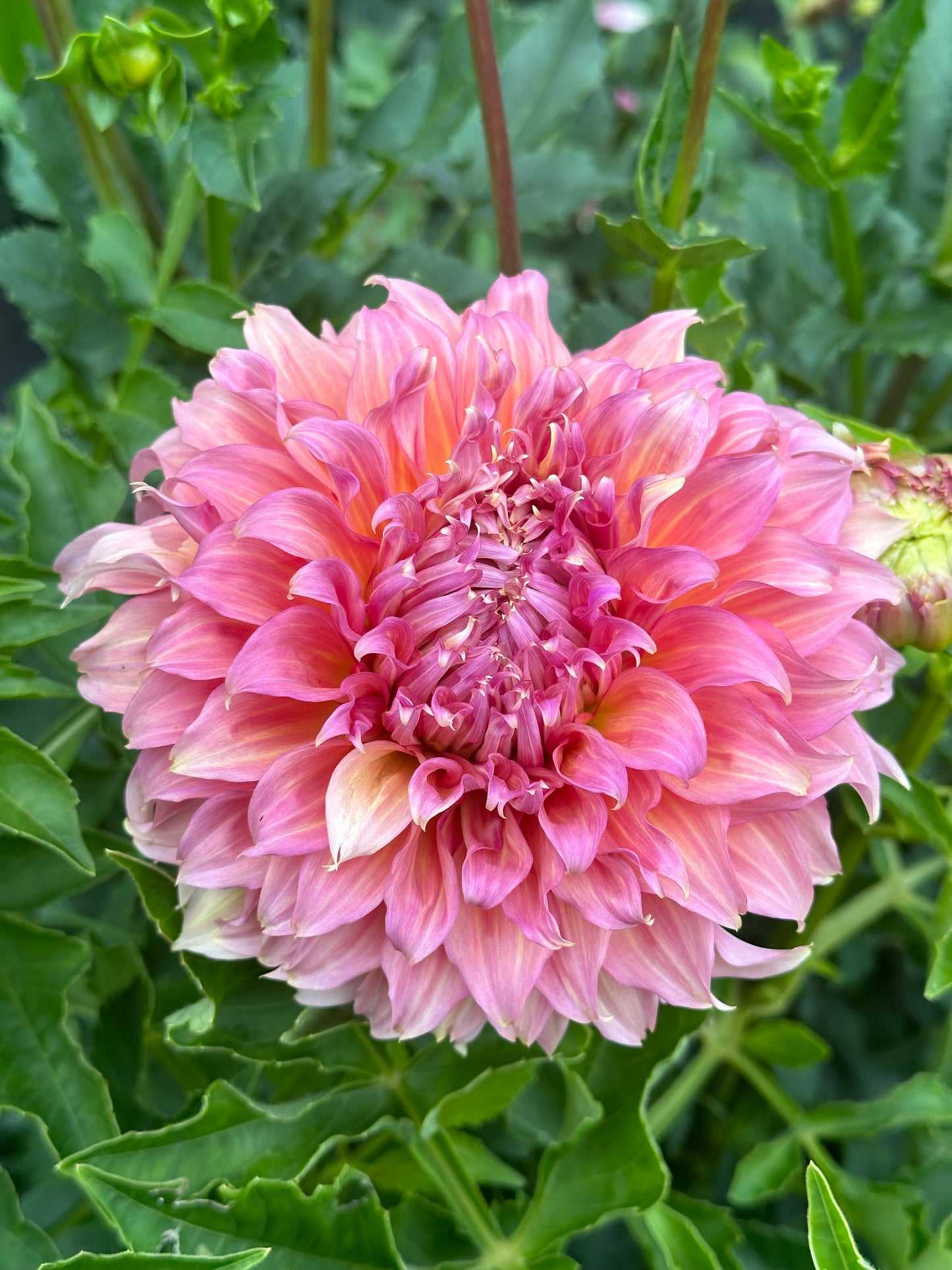 Summer Rain Dahlia Tuber