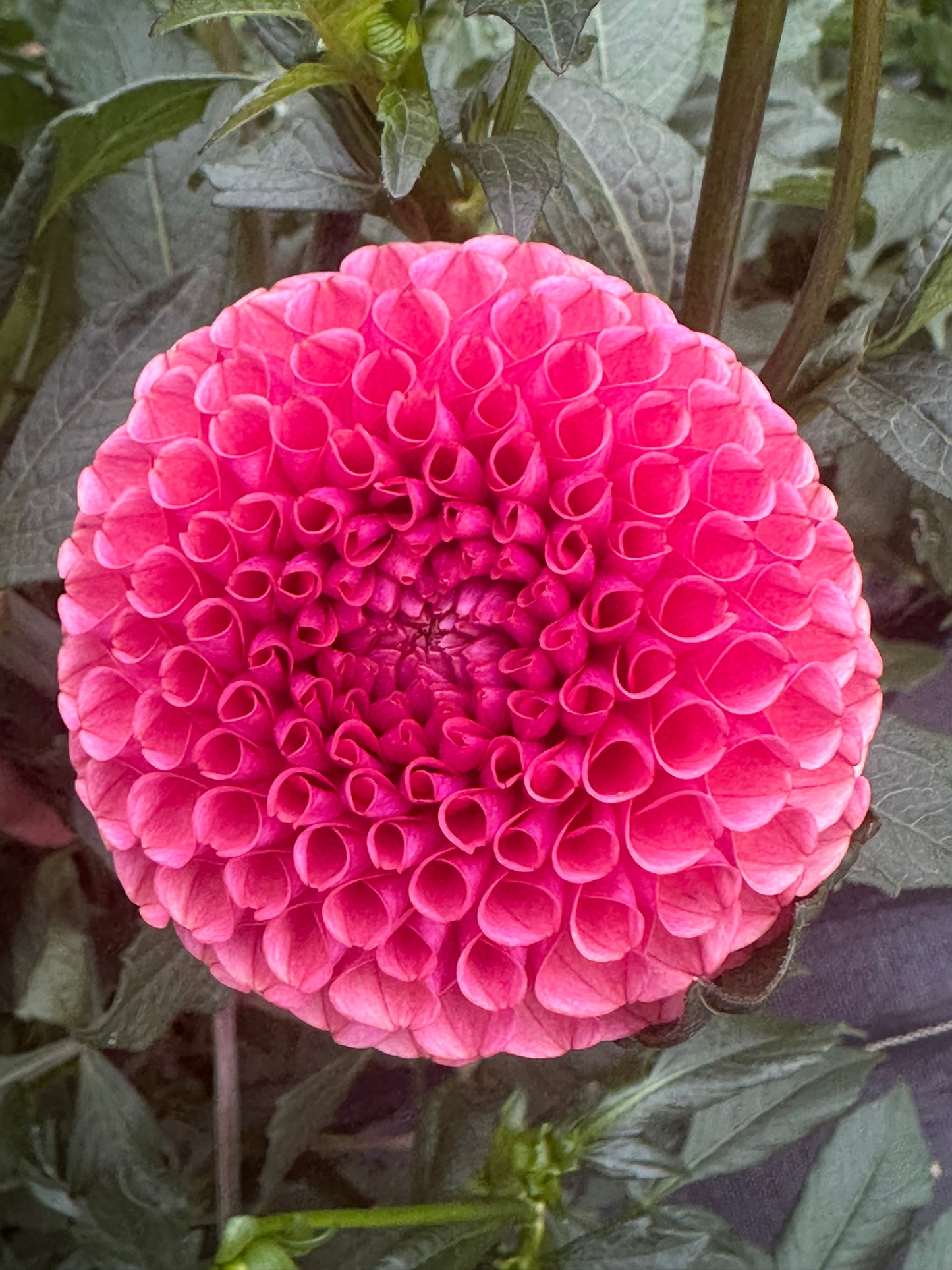 Ferncliff Rusty Dahlia Tuber