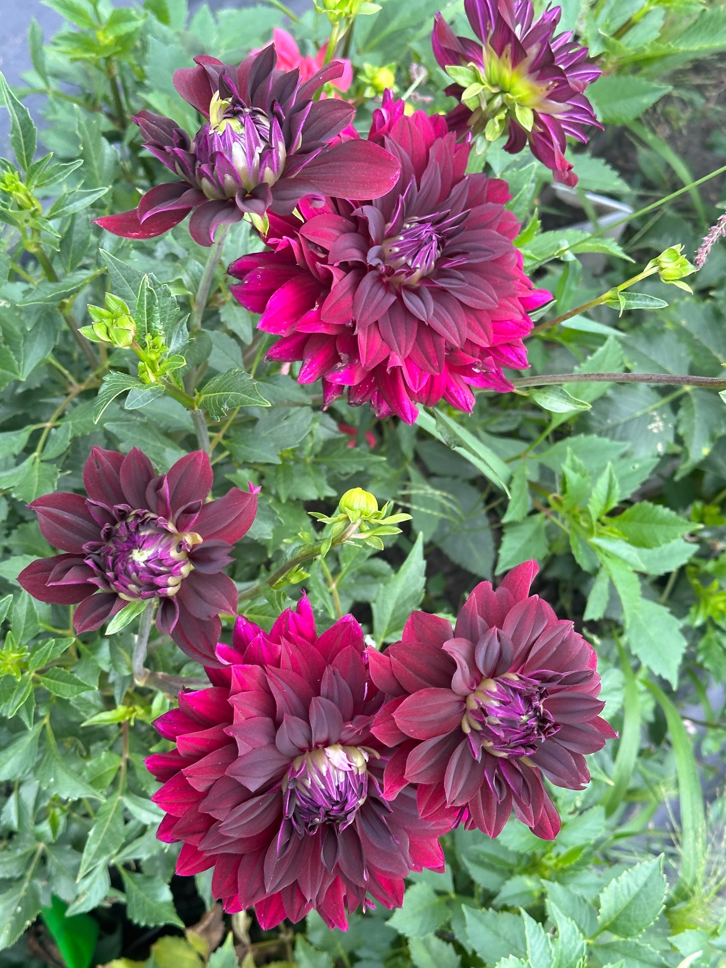 Rip City Dahlia Tuber