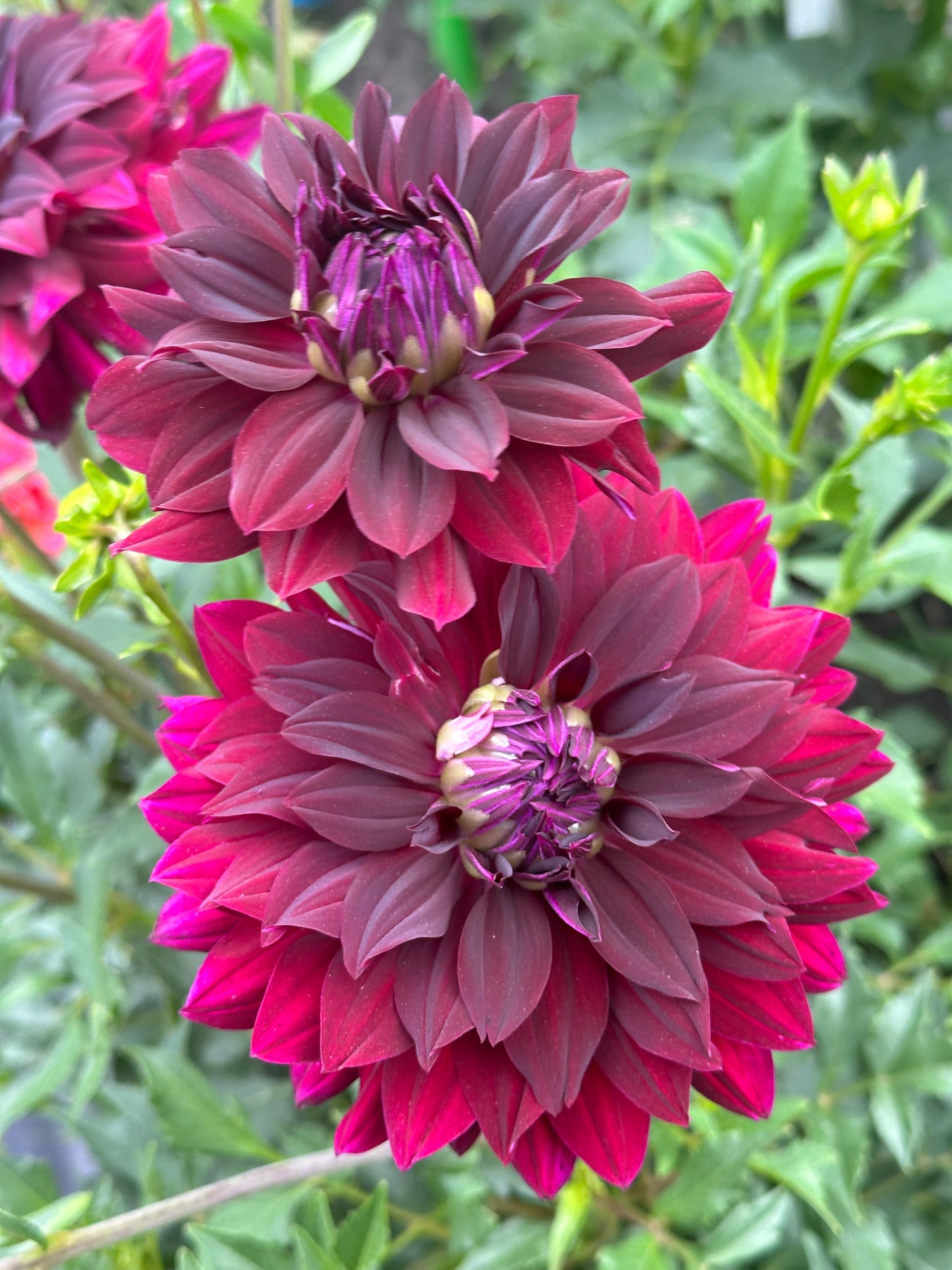 Rip City Dahlia Tuber
