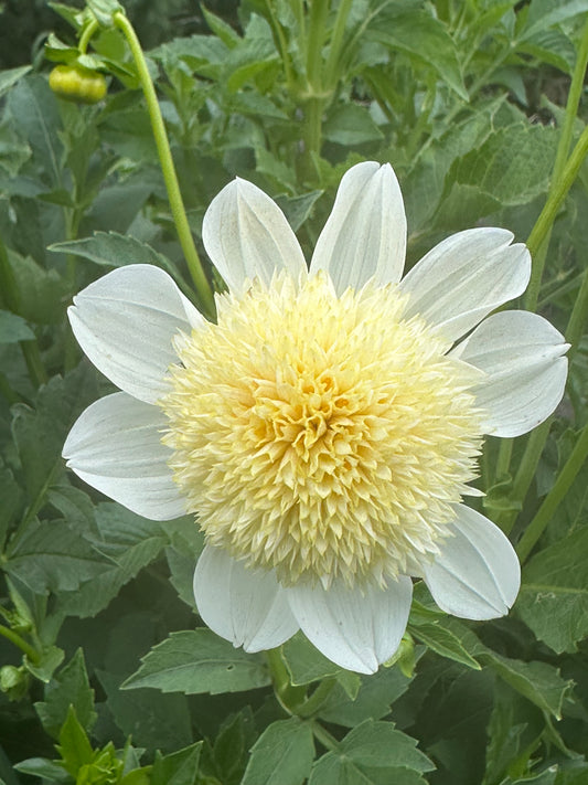 Platinum Blonde Dahlia Tuber