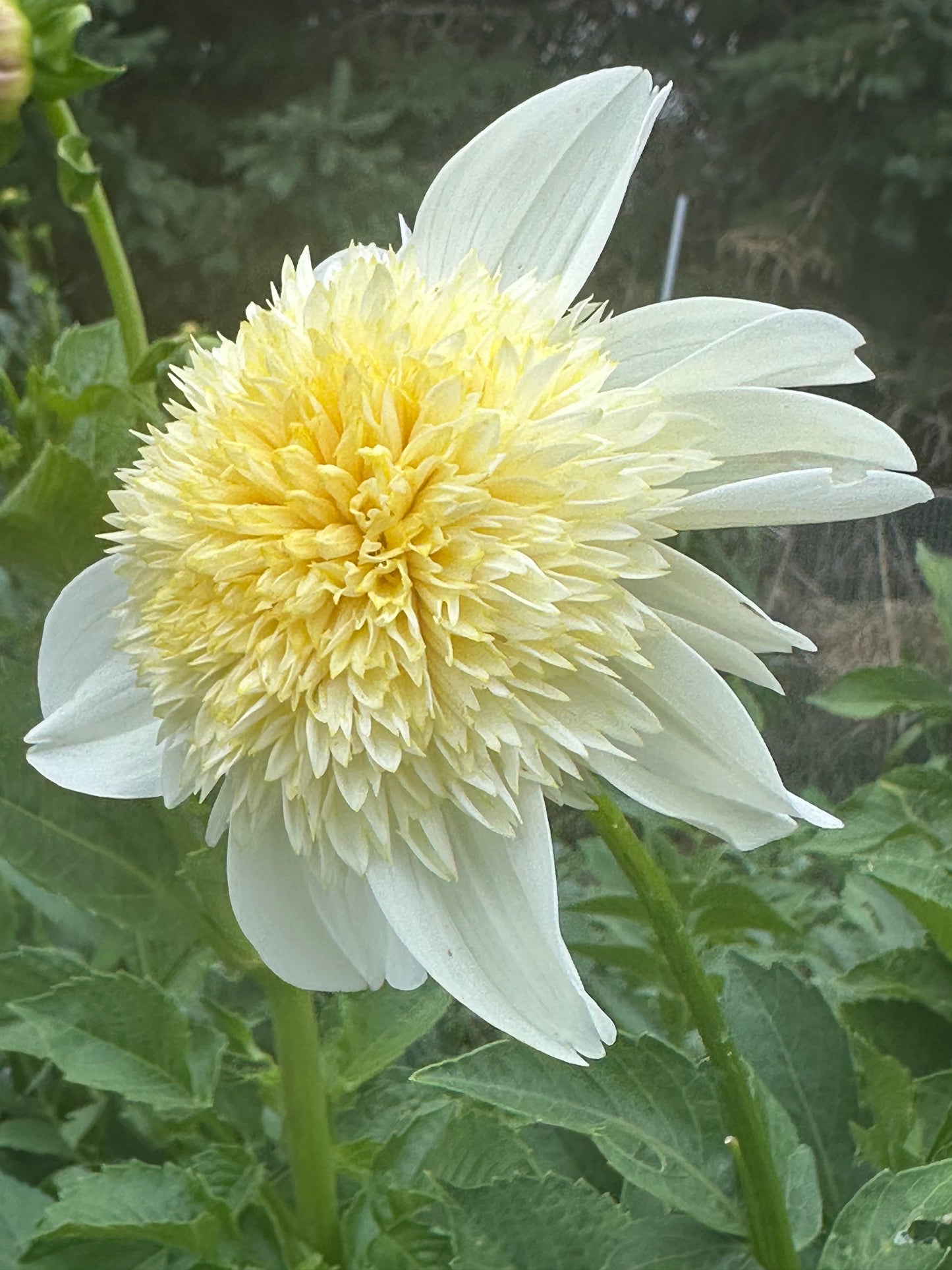 Platinum Blonde Dahlia Tuber