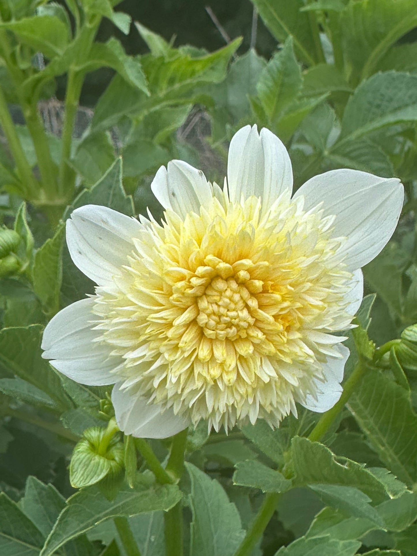 Platinum Blonde Dahlia Tuber