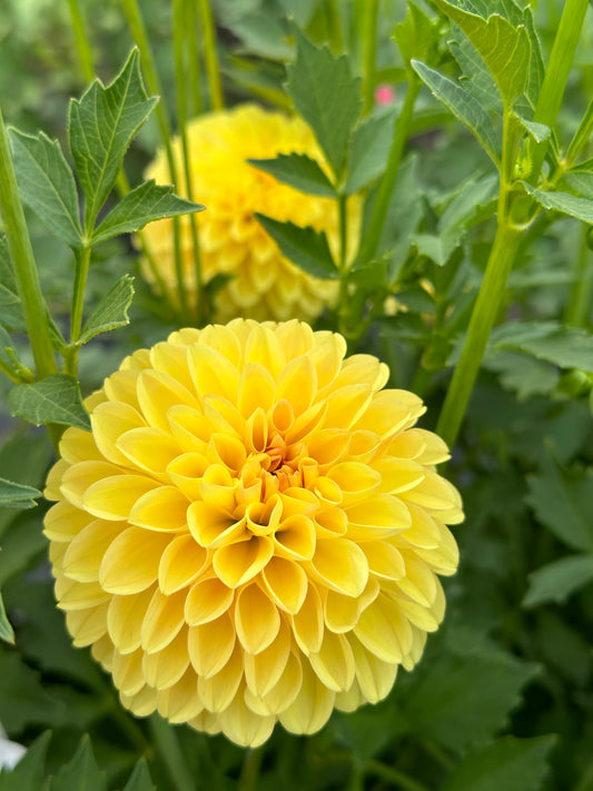 Ferncliff Sunstruck Dahlia Tuber