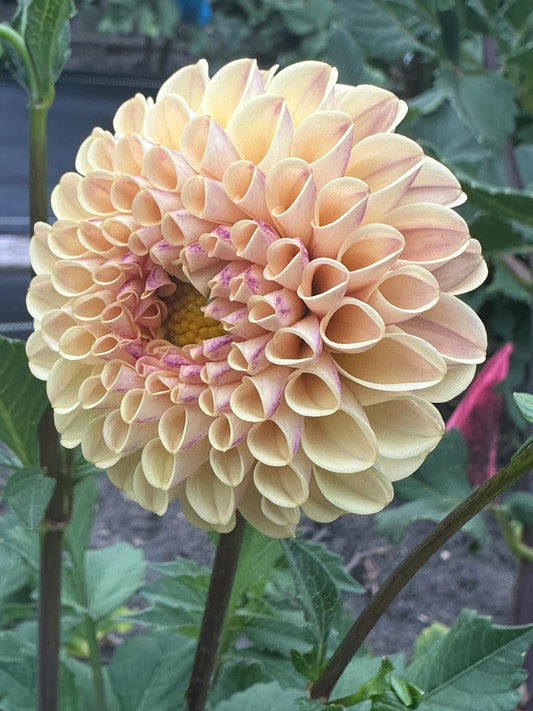 Ferncliff Spice Dahlia Tuber