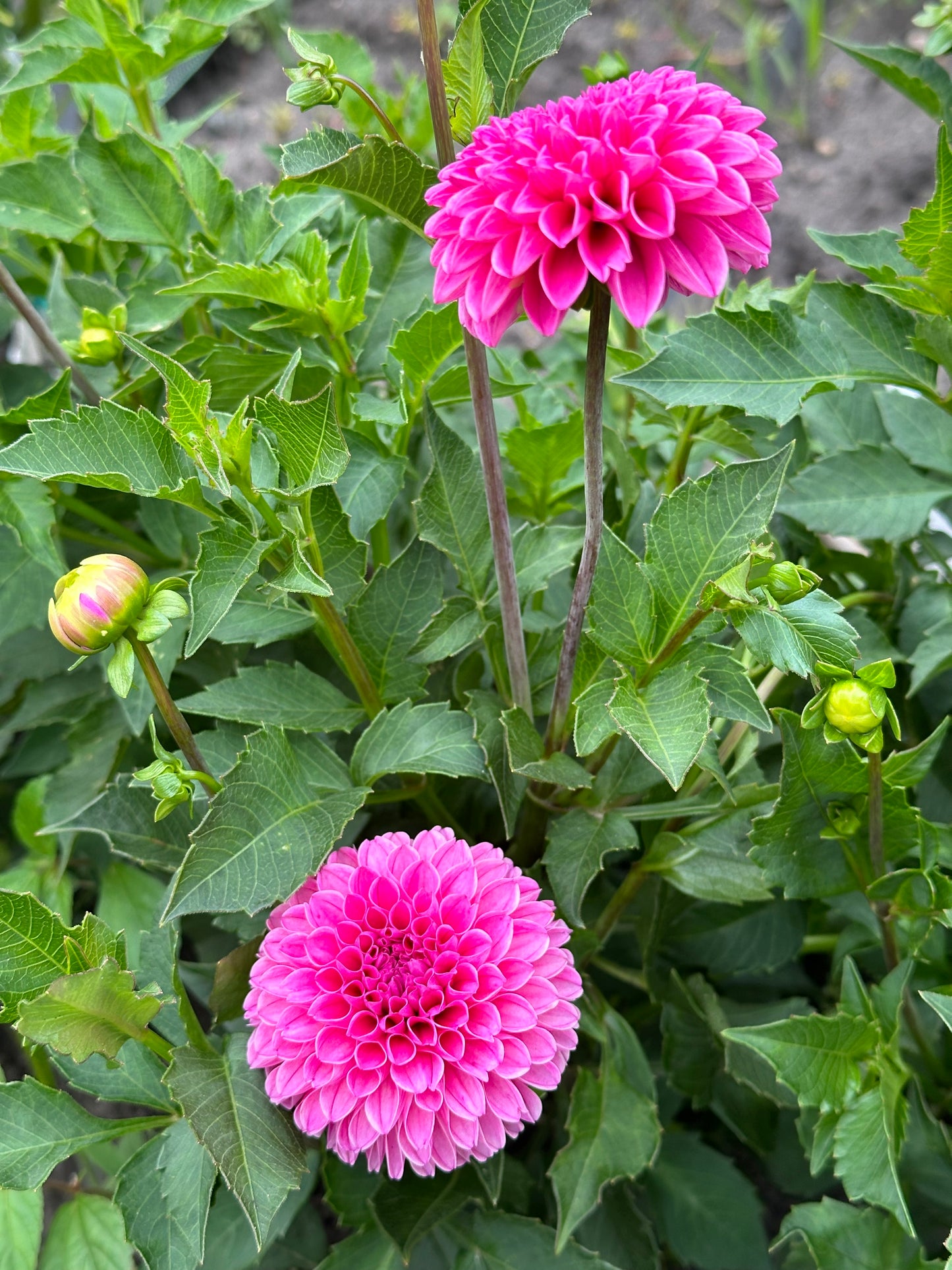 Rebecca Lynn Dahlia Tuber
