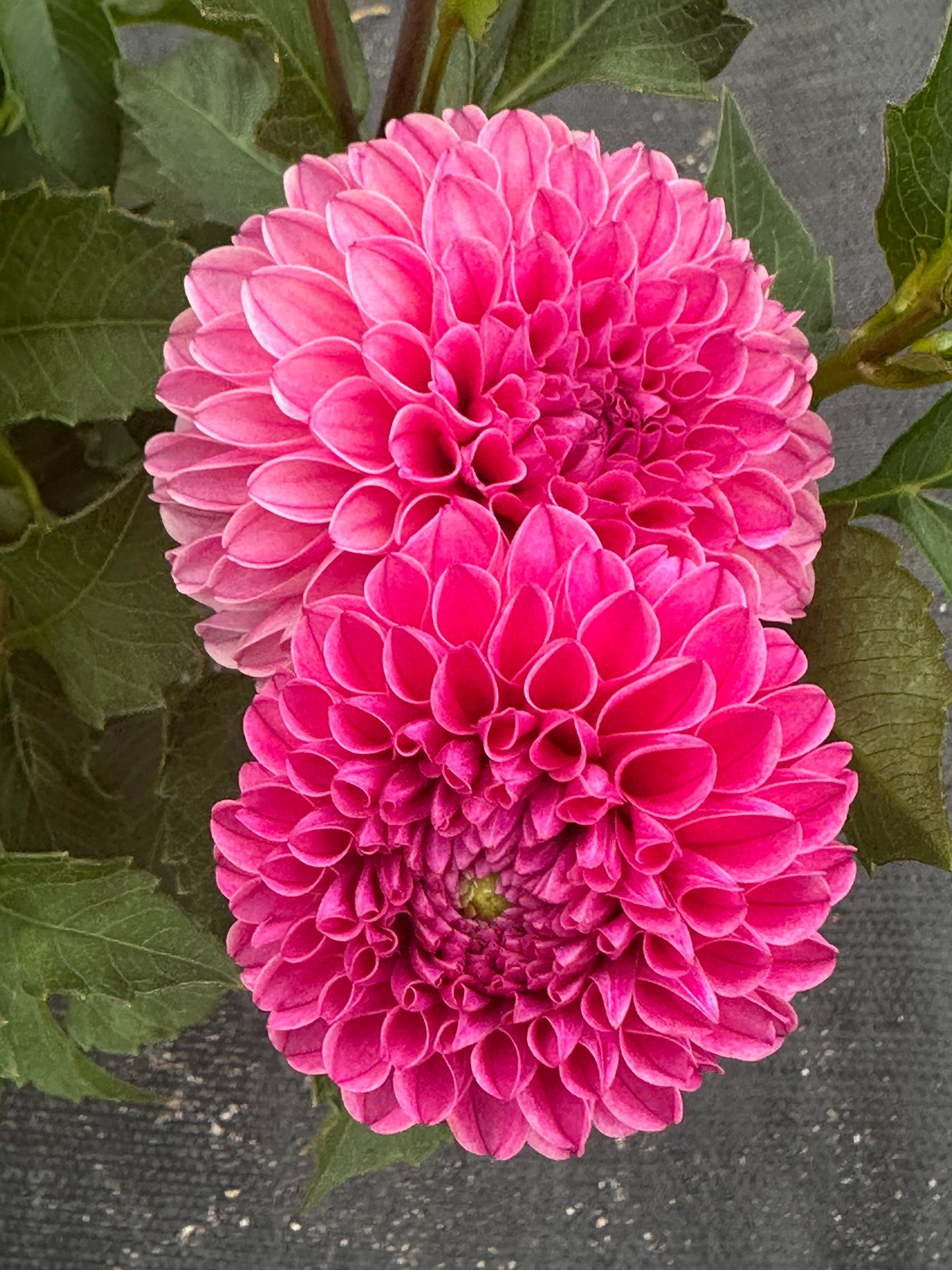 Rebecca Lynn Dahlia Tuber