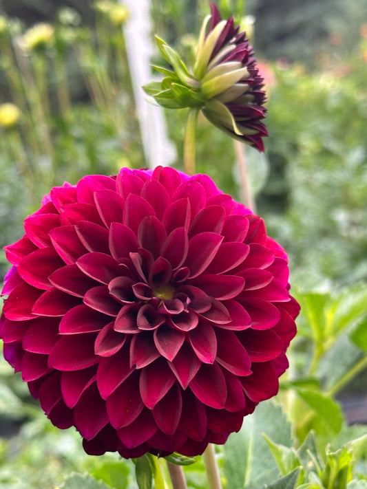 Black Satin Dahlia Tuber