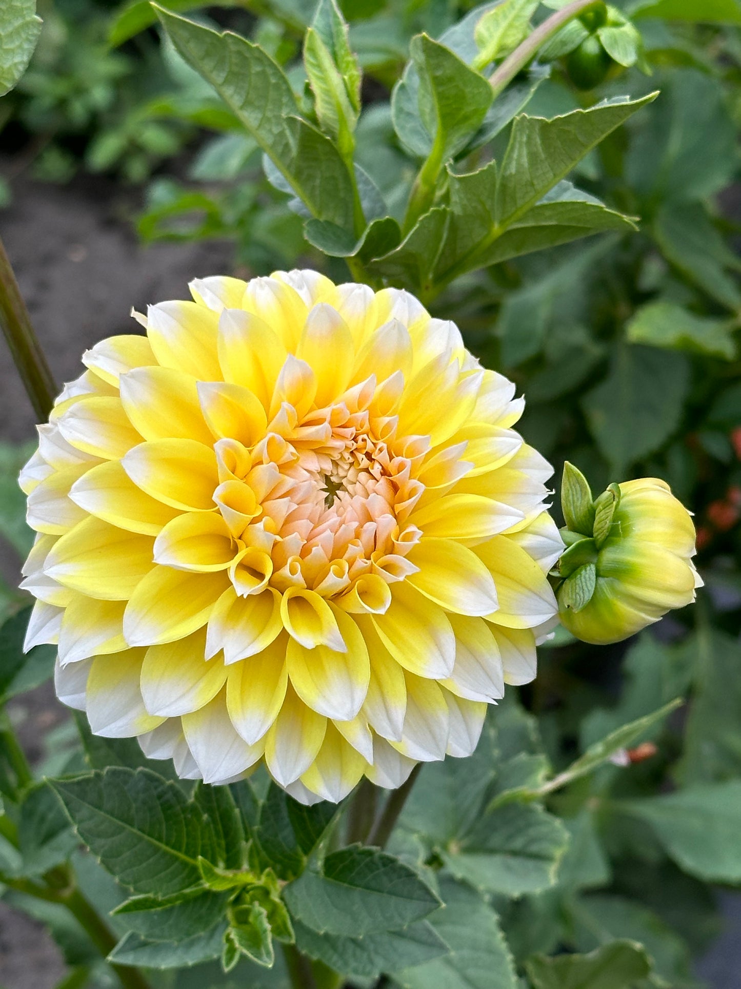 Ova Jo Dahlia Tuber