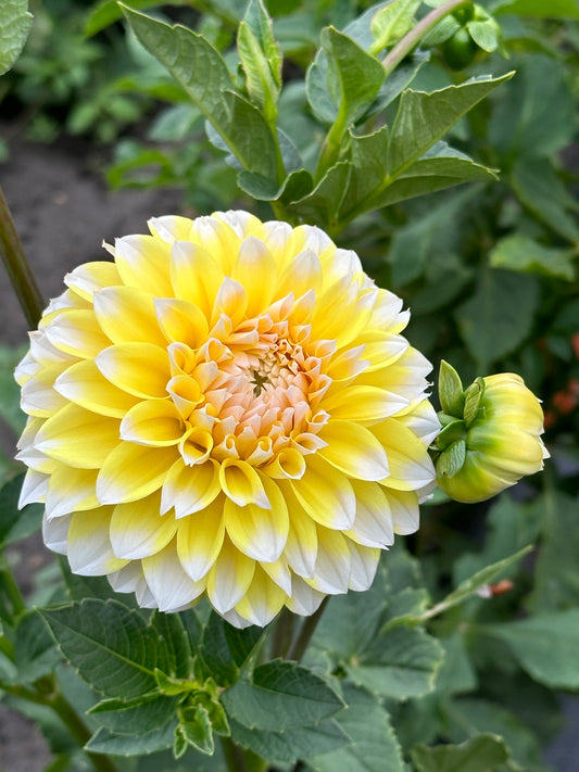Ova Jo Dahlia Tuber