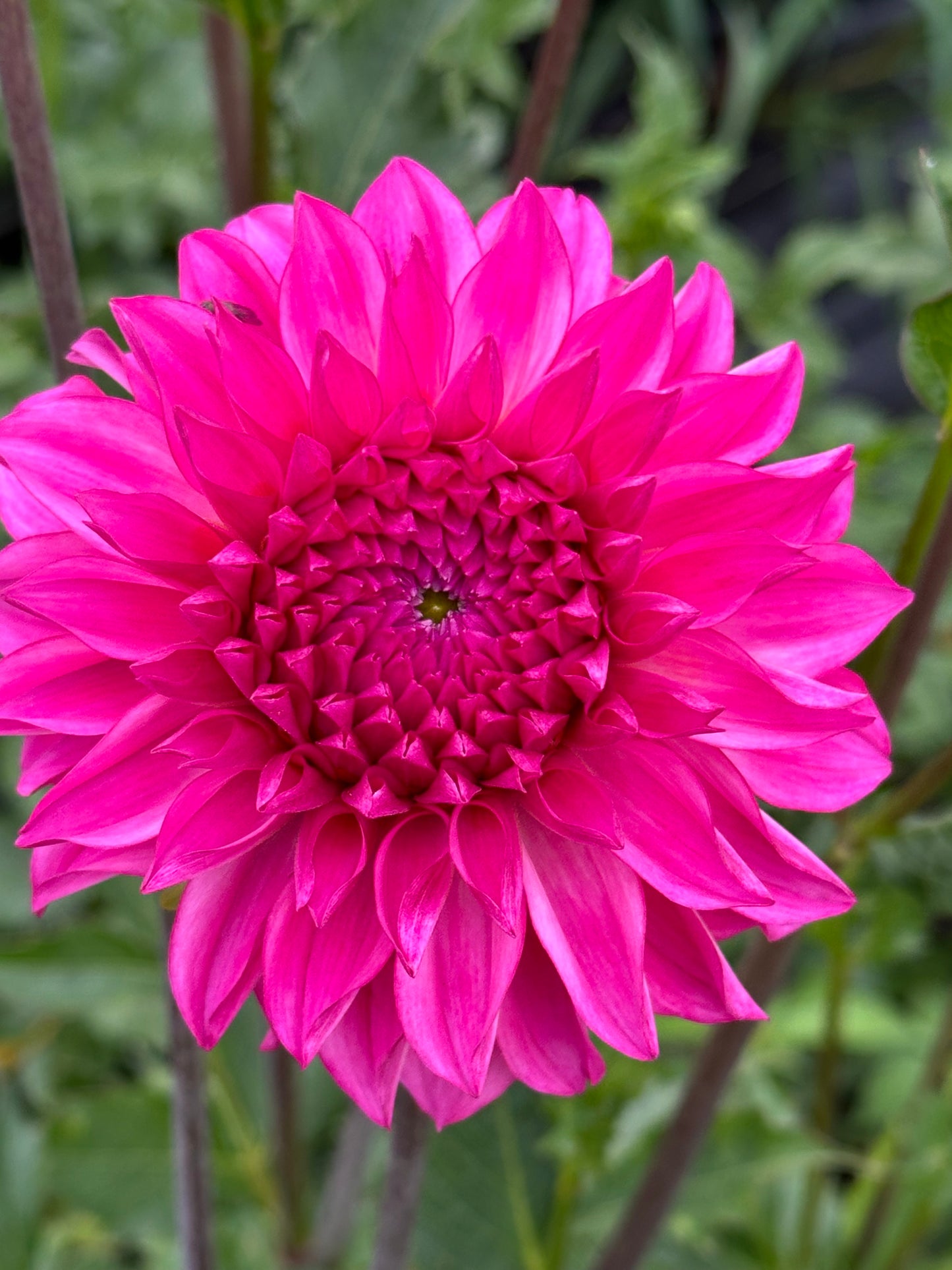 River's Bubblegum Dahlia Tuber