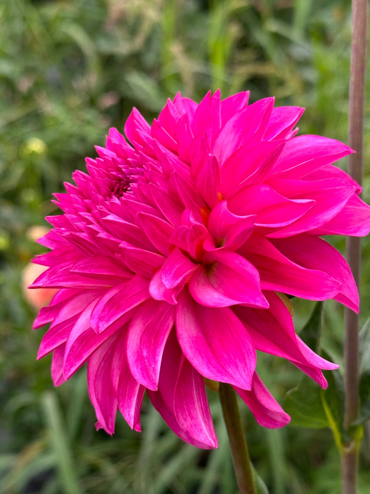 River's Bubblegum Dahlia Tuber