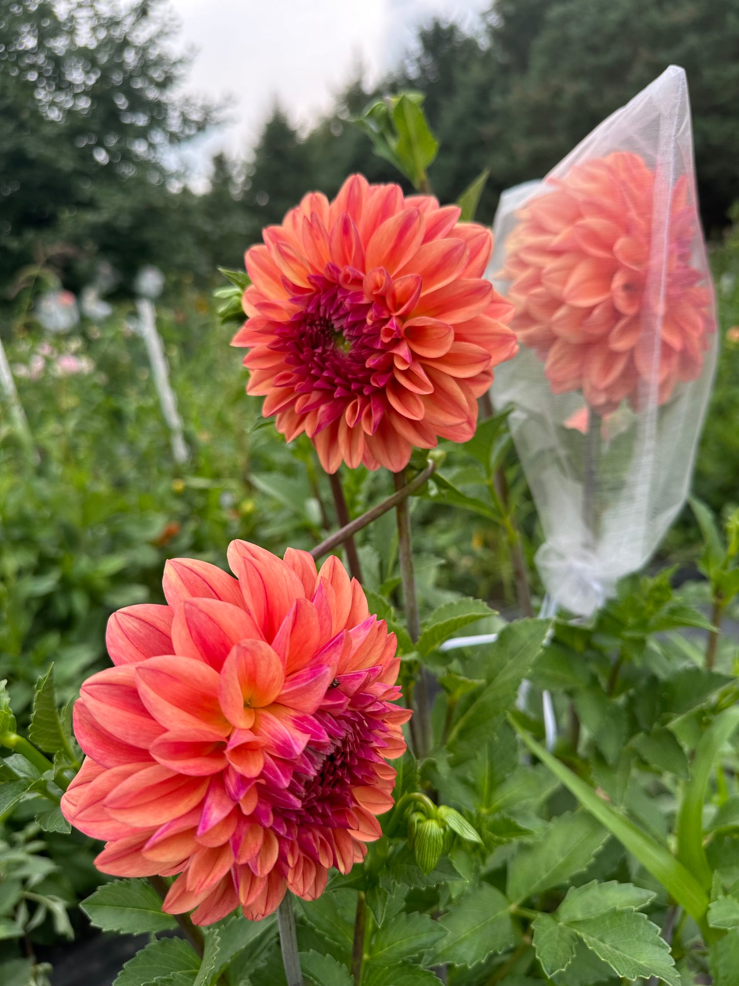Ferncliff Copper Dahlia Tuber