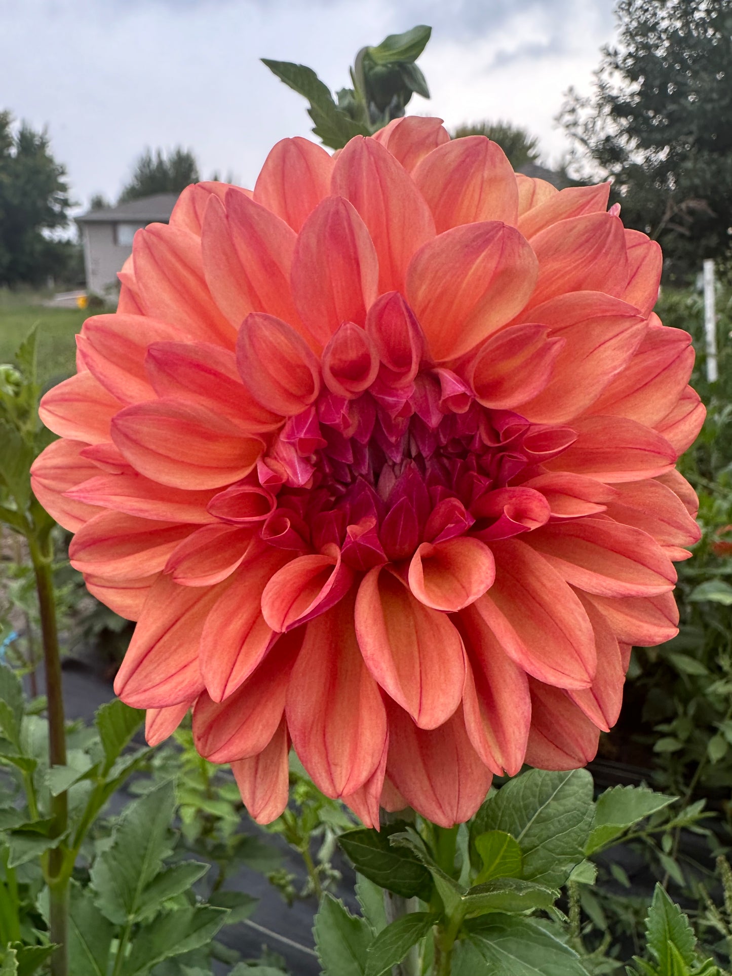 Ferncliff Copper Dahlia Tuber