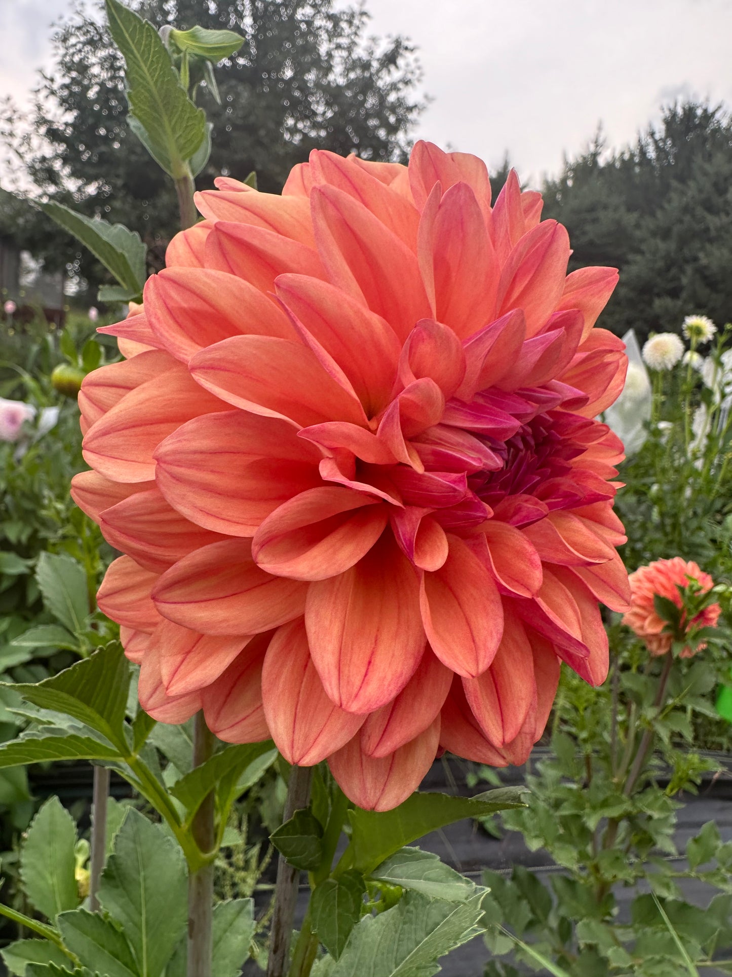 Ferncliff Copper Dahlia Tuber