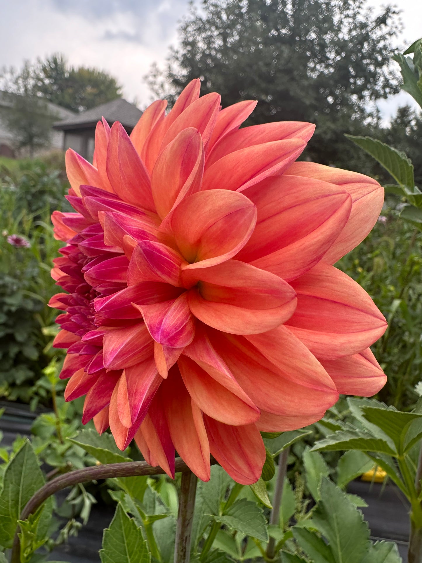 Ferncliff Copper Dahlia Tuber