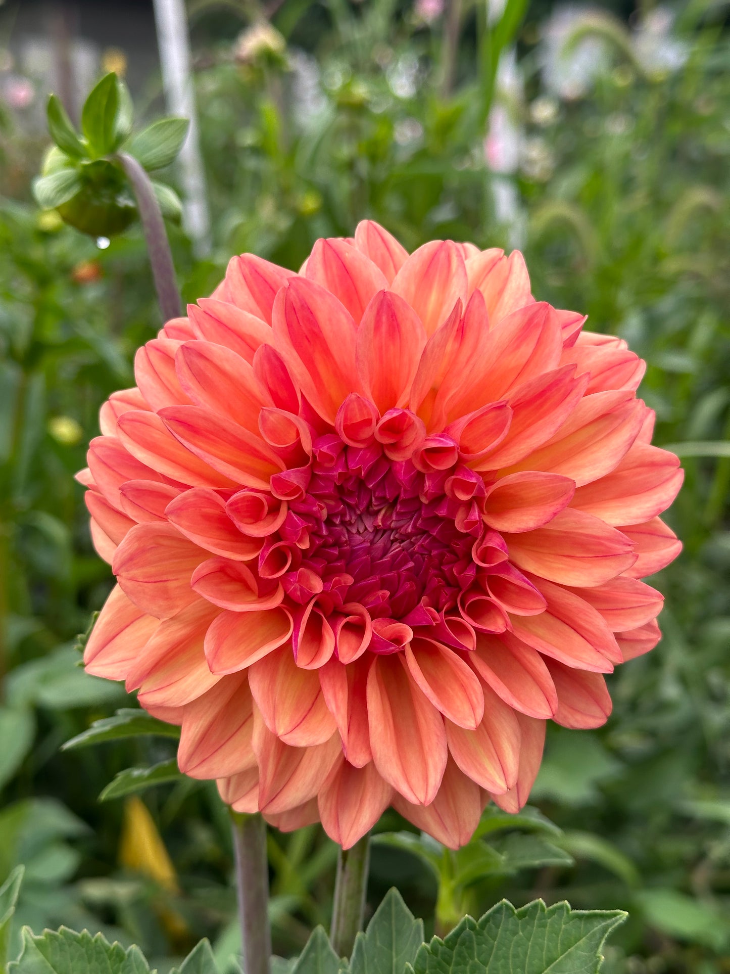 Ferncliff Copper Dahlia Tuber