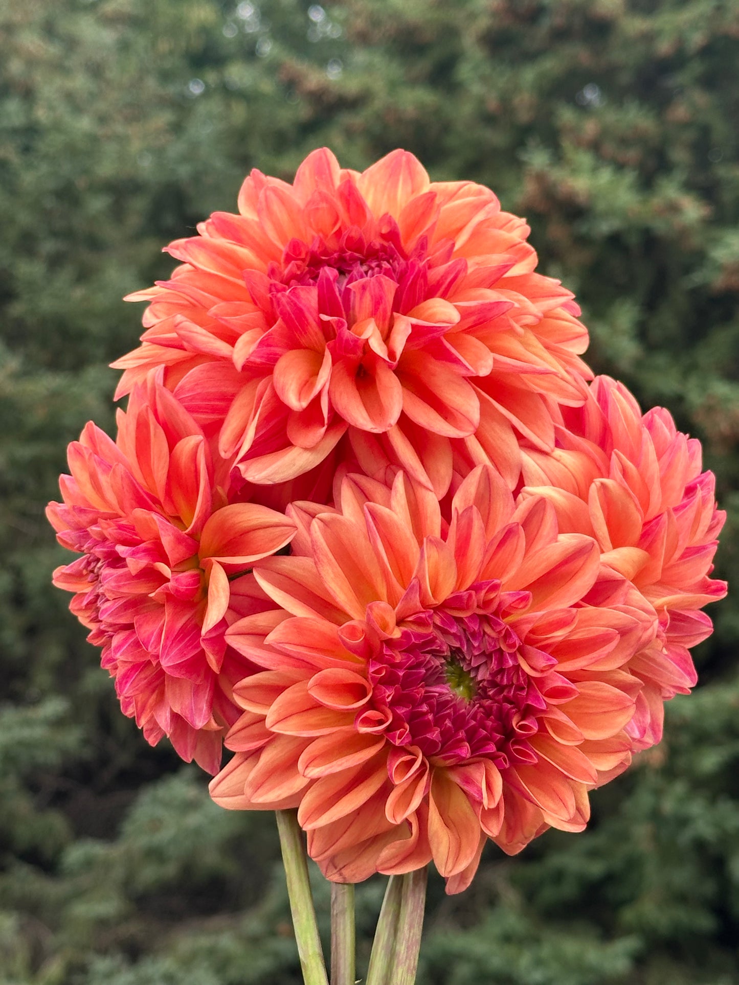 Ferncliff Copper Dahlia Tuber