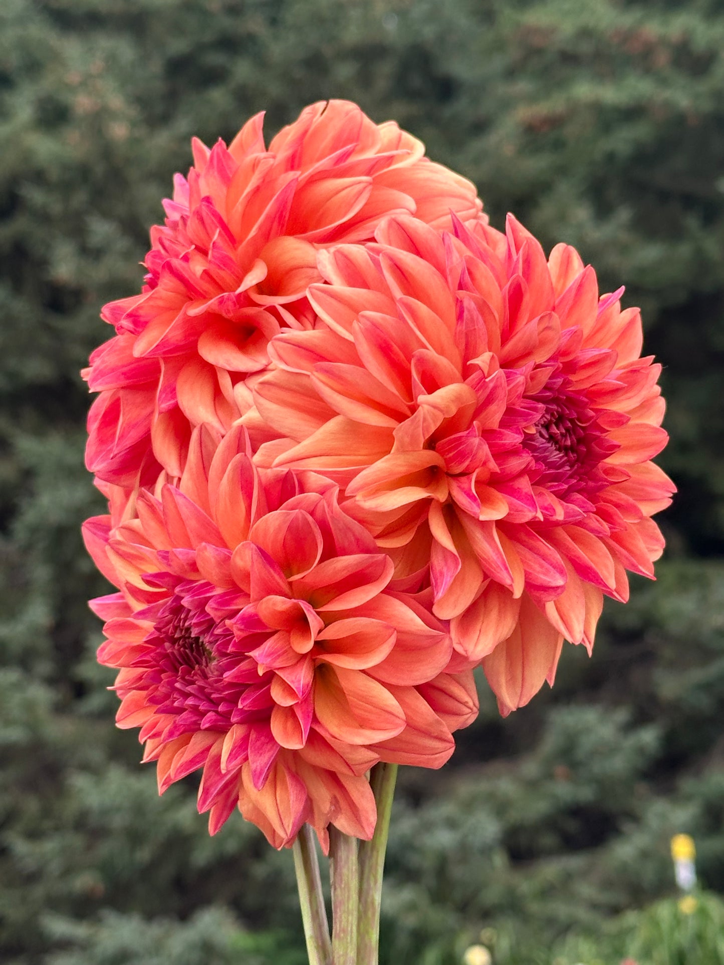 Ferncliff Copper Dahlia Tuber