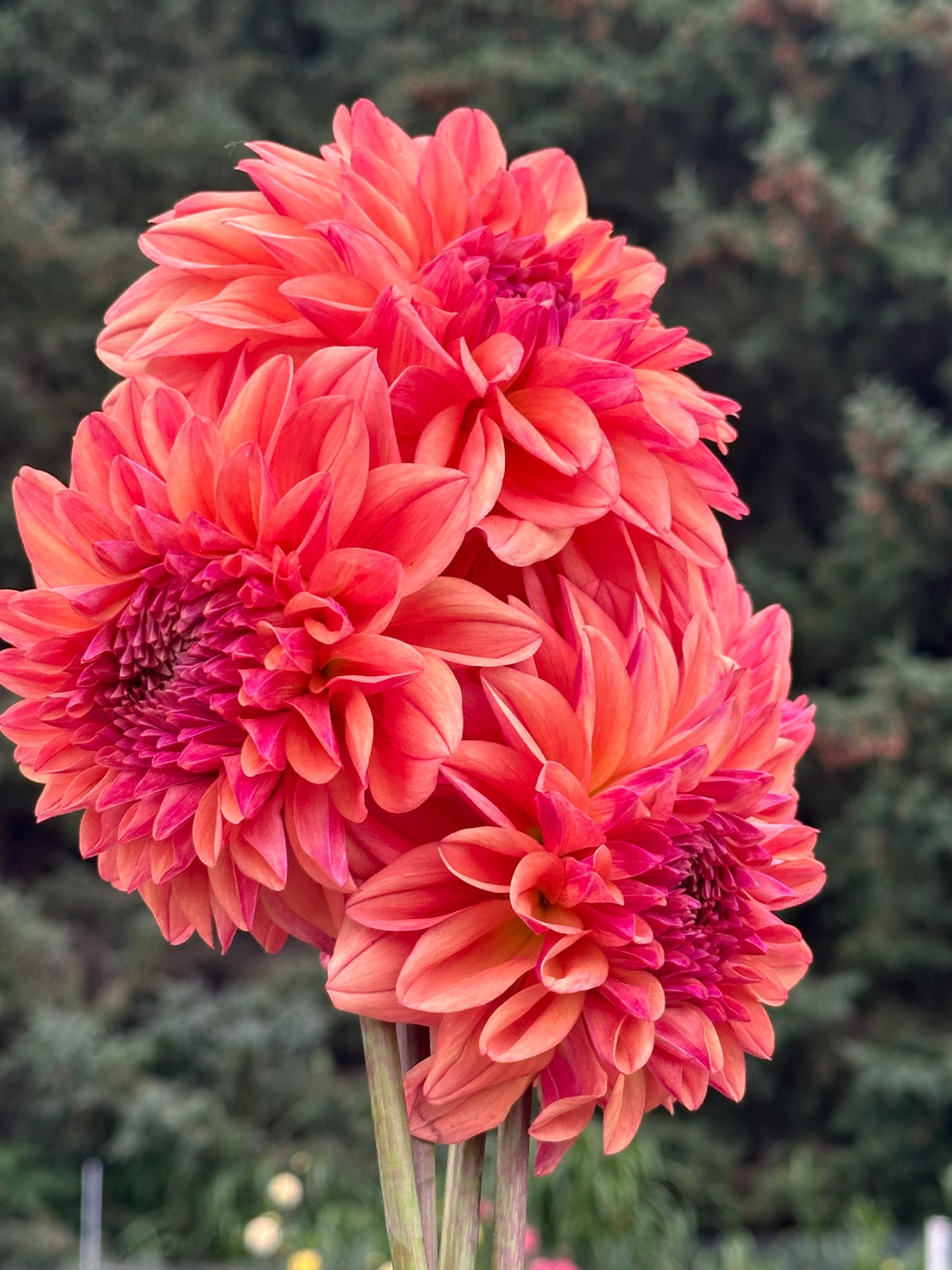 Ferncliff Copper Dahlia Tuber