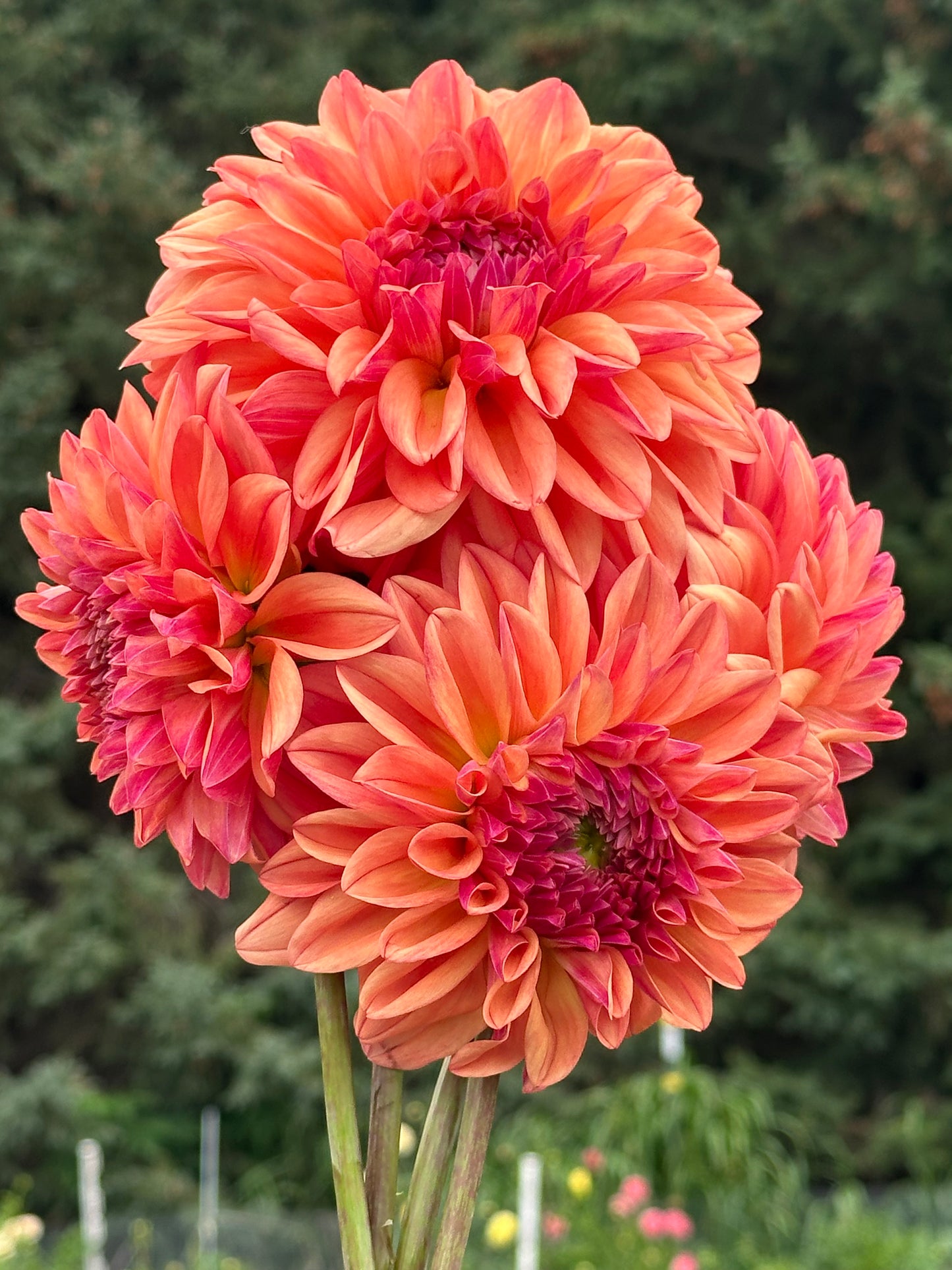 Ferncliff Copper Dahlia Tuber
