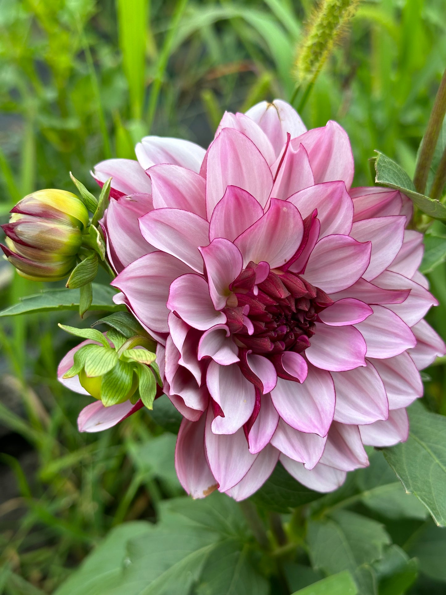 Creme De Cassis Dahlia Tuber