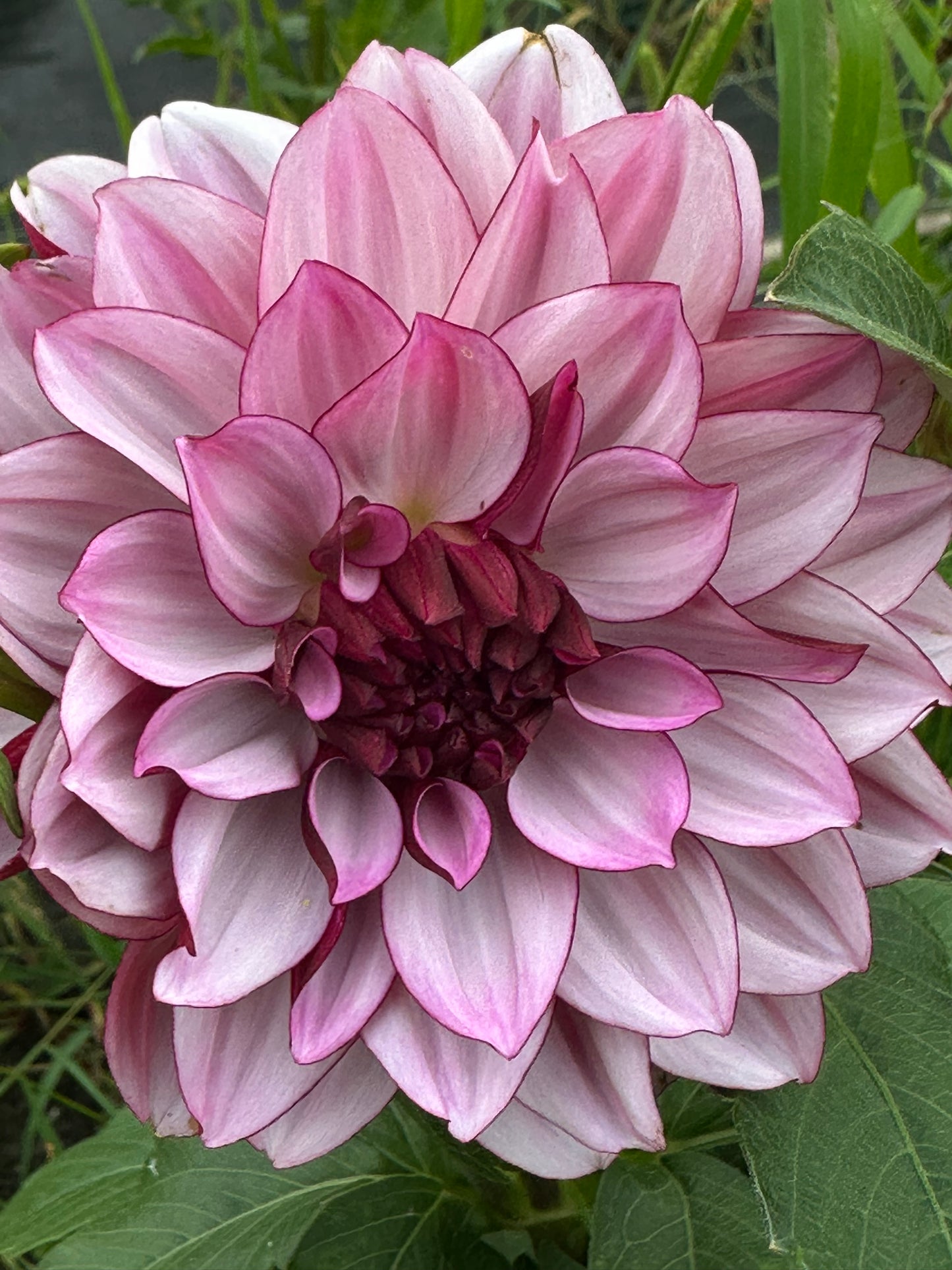 Creme De Cassis Dahlia Tuber