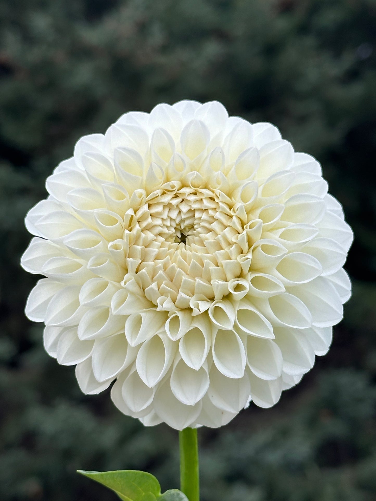 Brookside Snowball Dahlia Tuber