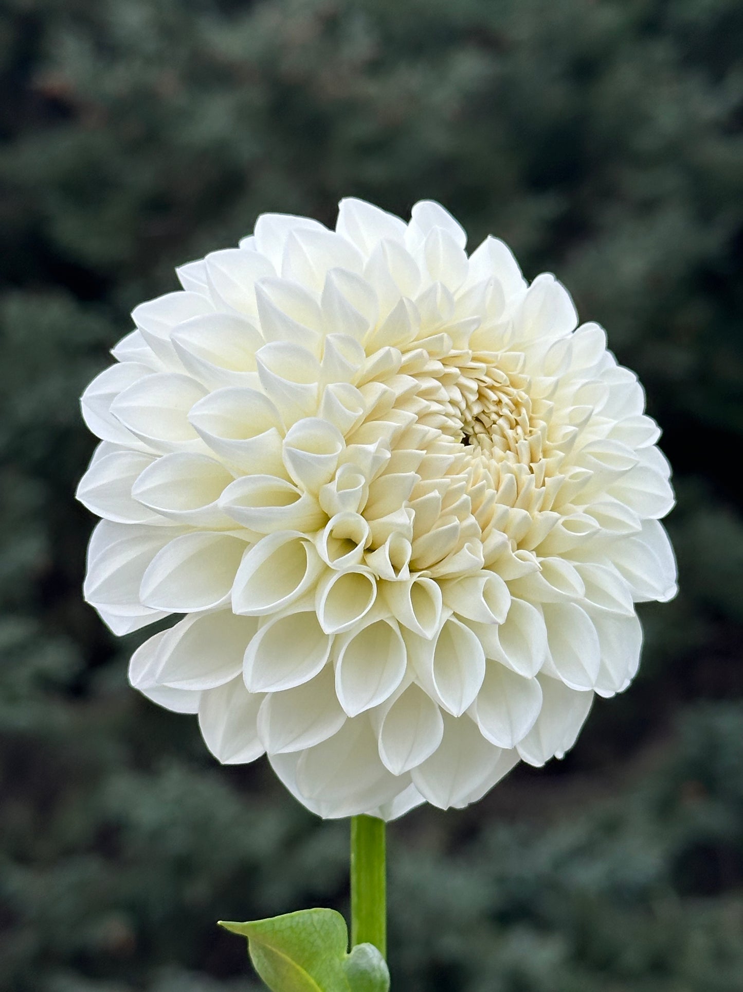 Brookside Snowball Dahlia Tuber