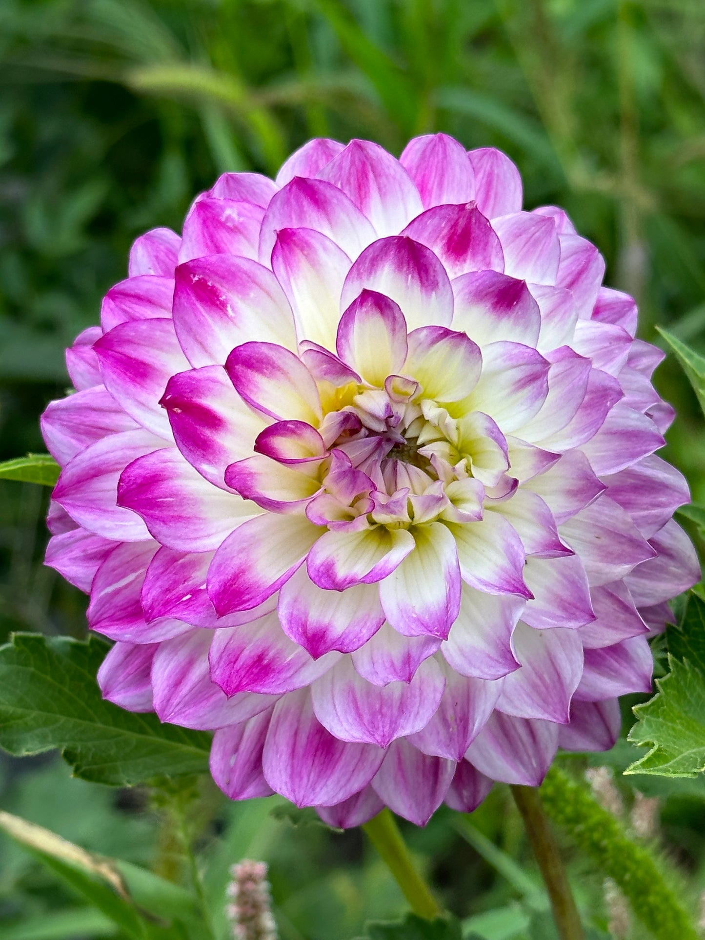 Magically Dunn Dahlia Tuber