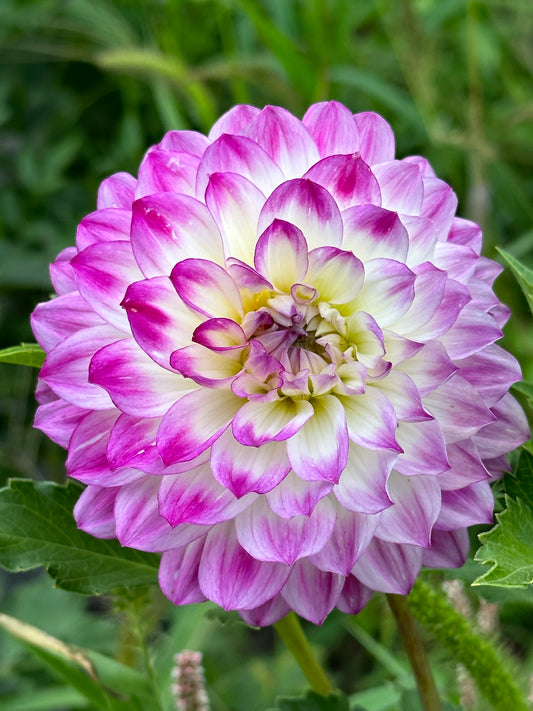 Magically Dunn Dahlia Tuber