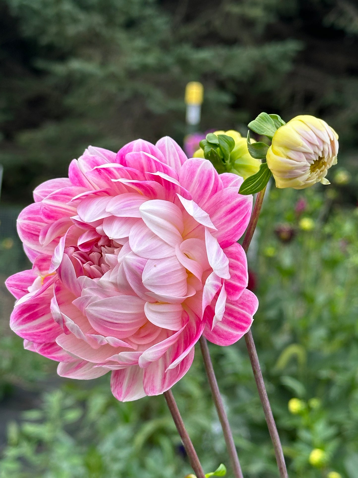 Kelgai Ann Dahlia Tuber