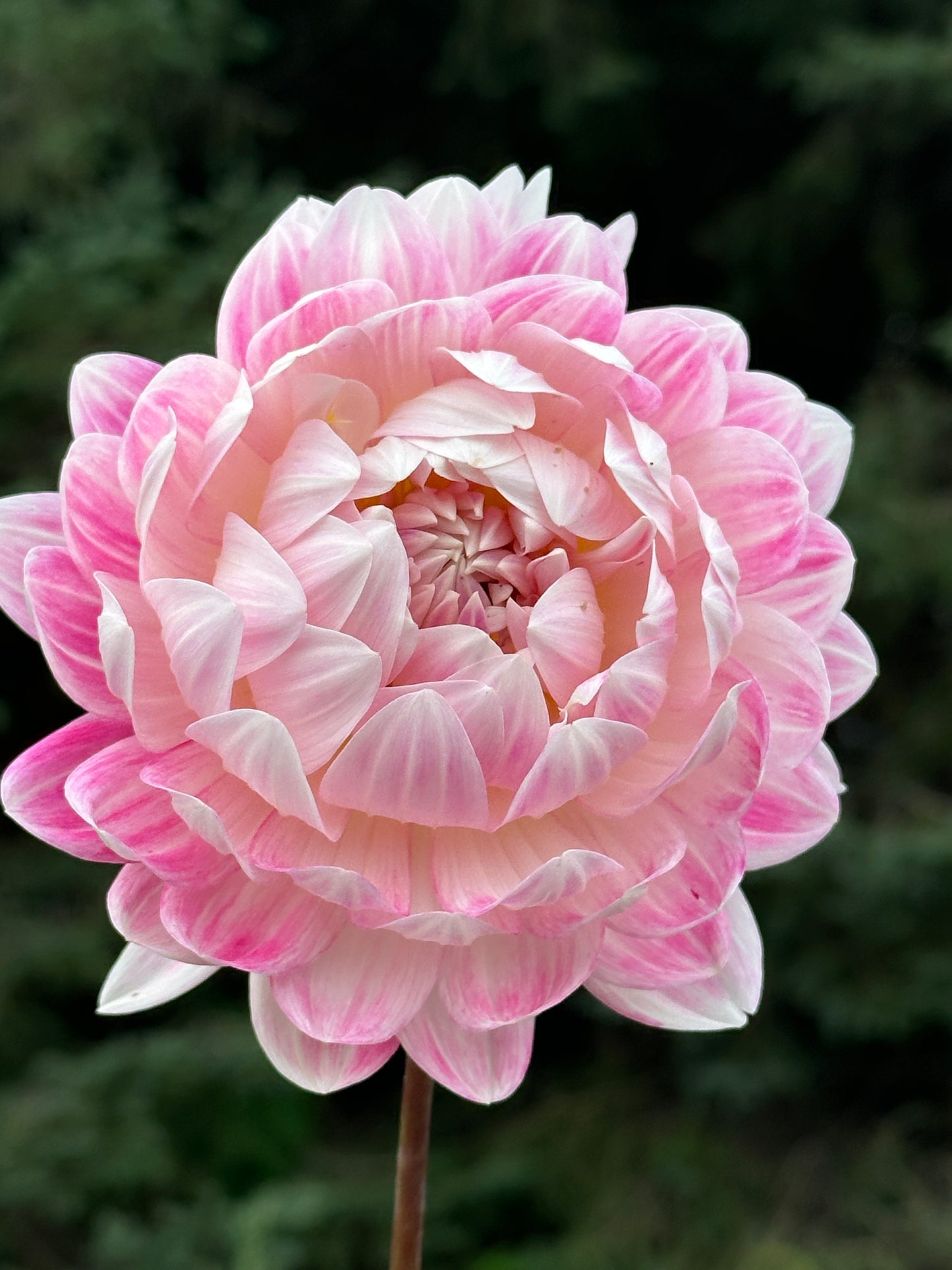 Kelgai Ann Dahlia Tuber