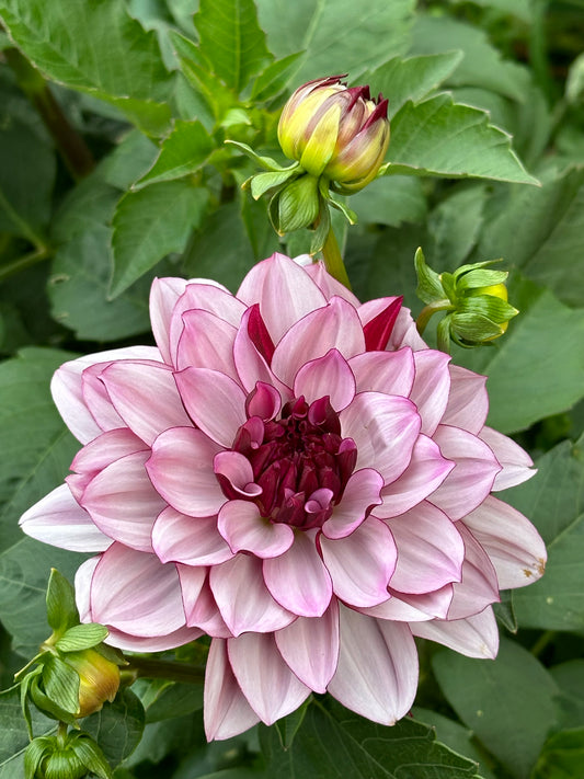 Creme De Cassis Dahlia Tuber
