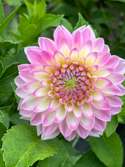 Arbatax Dahlia Tuber