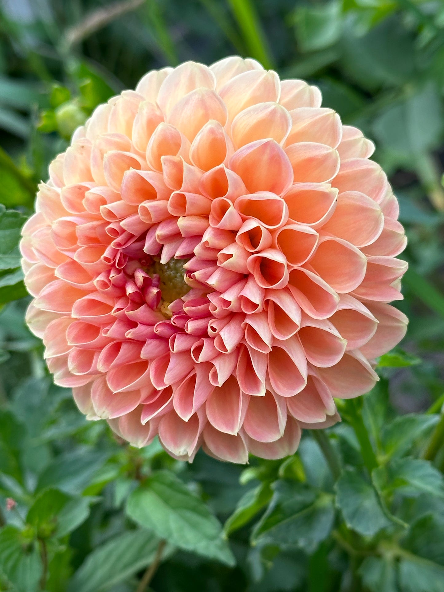 Crichton Honey Dahlia Tuber