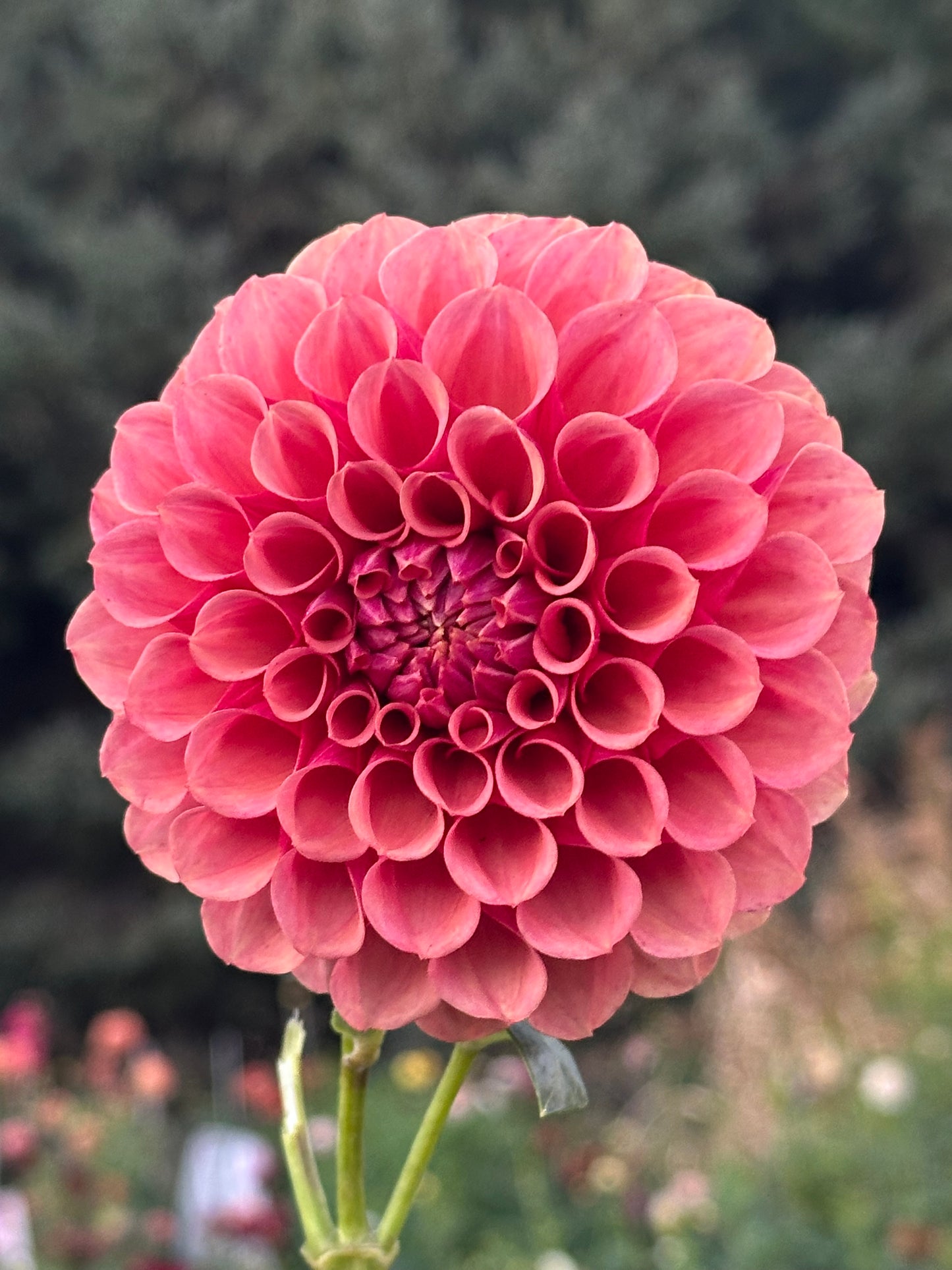 Burfoot Desert Rose Dahlia Tuber