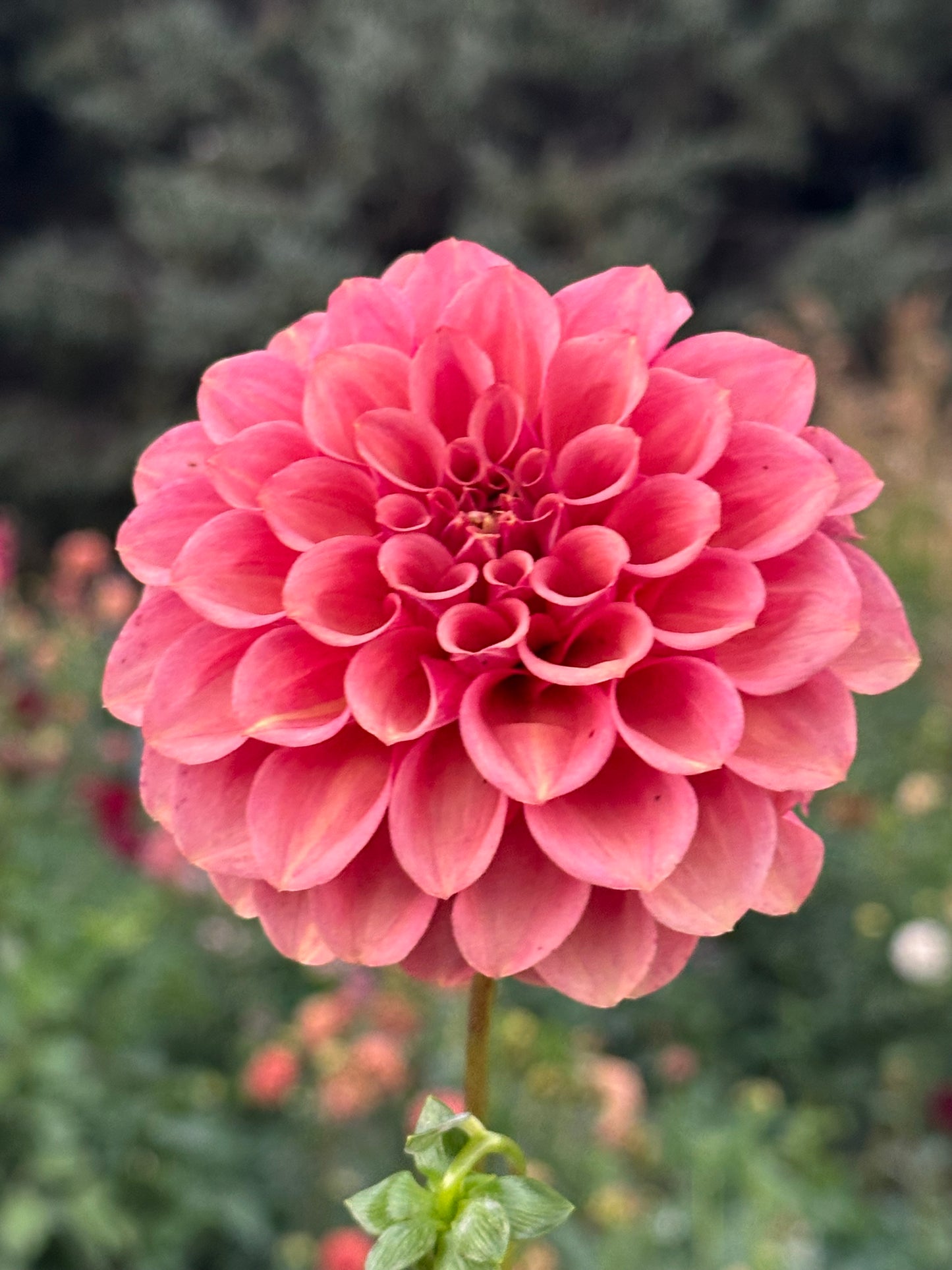 Burfoot Desert Rose Dahlia Tuber