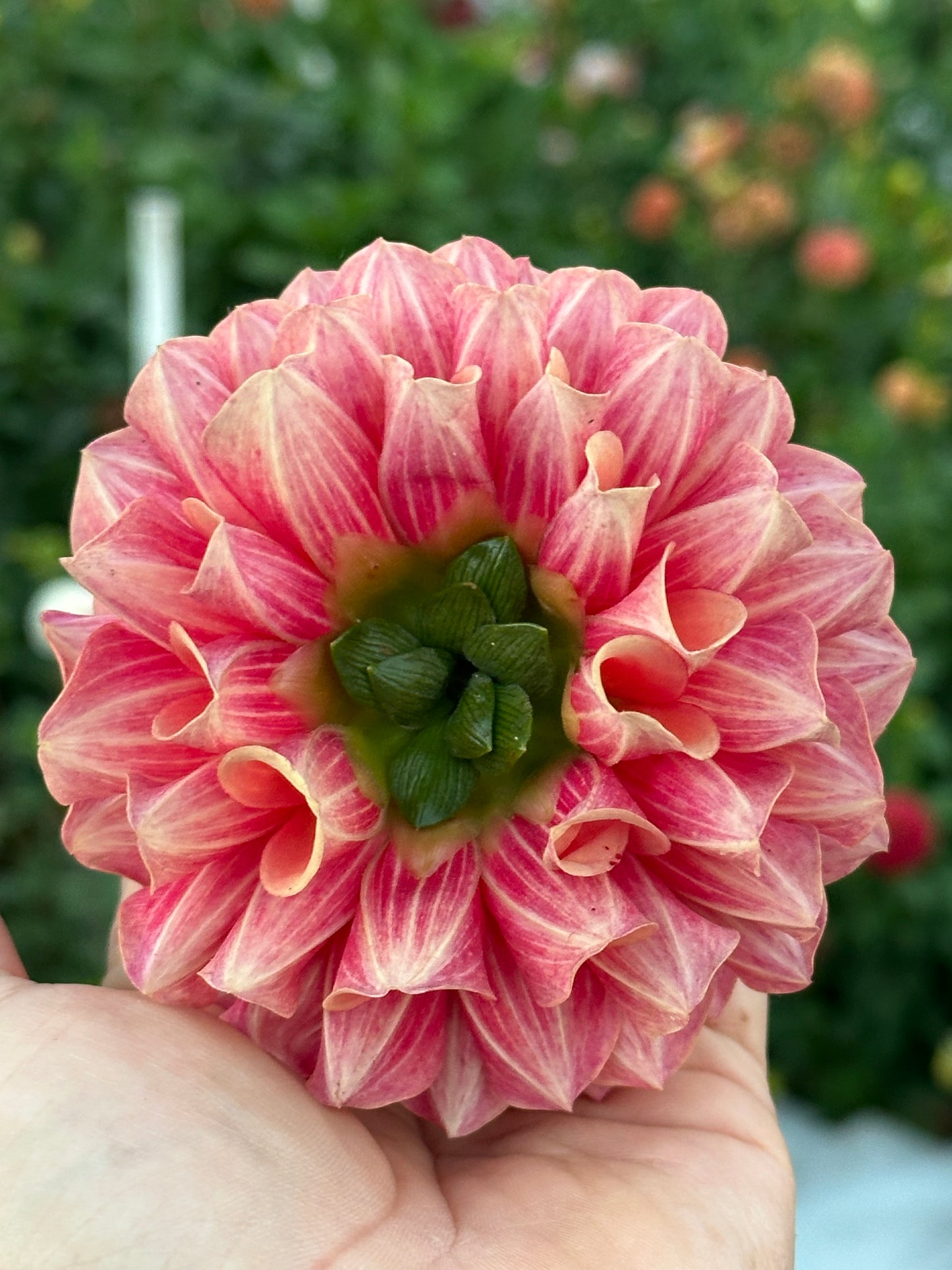 Burfoot Desert Rose Dahlia Tuber
