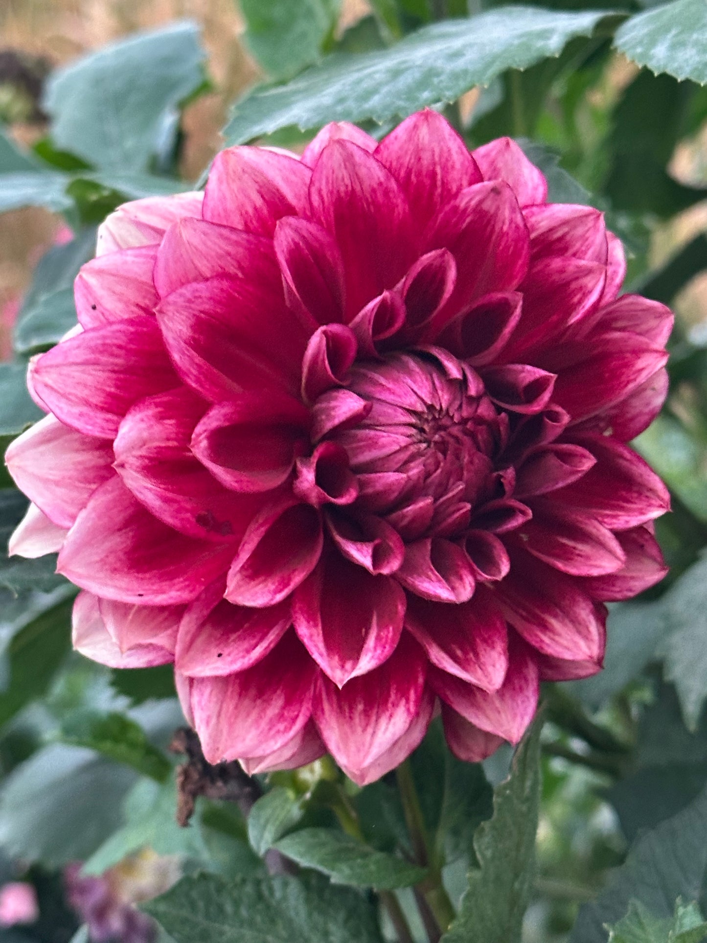 Bloomquist York Dahlia Tuber