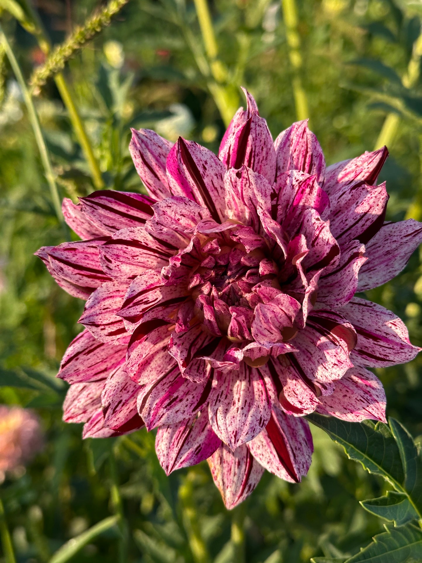 Hollyhill Bewitched Dahlia Tuber